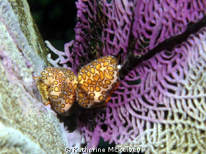 Flamingo tongues on a purple Sea Fan. by Katherine Mckelvey 